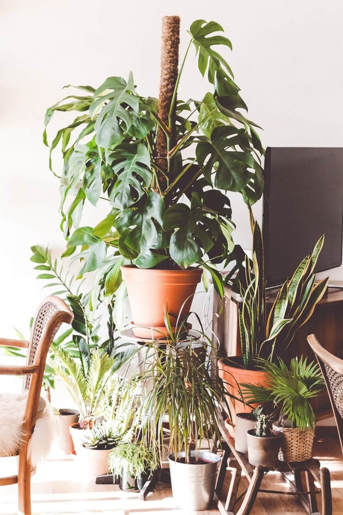 Urban Jungle Urban Jungle